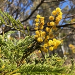 Acacia sp. (A Wattle shrub or tree) at Bruce, ACT - 6 Oct 2018 by LyndalT