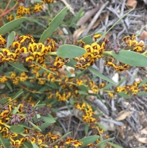 Daviesia mimosoides at Hughes, ACT - 7 Oct 2018