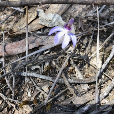 Cyanicula caerulea (Blue Fingers, Blue Fairies) at Bruce Ridge - 6 Oct 2018 by LyndalT