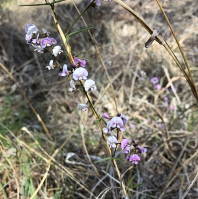 Glycine clandestina (Twining Glycine) at Bruce Ridge - 6 Oct 2018 by LyndalT