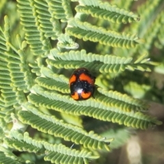 Ditropidus pulchellus (Leaf beetle) at Tuggeranong Hill - 27 Sep 2018 by Owen