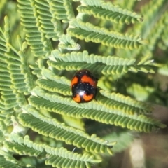 Ditropidus pulchellus (Leaf beetle) at Theodore, ACT - 27 Sep 2018 by owenh