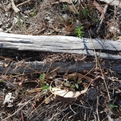 Papyrius nitidus (Shining Coconut Ant) at O'Malley, ACT - 7 Oct 2018 by Mike