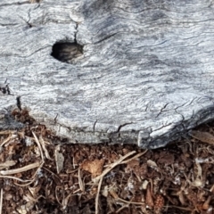 Papyrius nitidus (Shining Coconut Ant) at O'Malley, ACT - 7 Oct 2018 by Mike