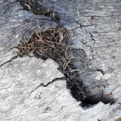 Papyrius nitidus (Shining Coconut Ant) at O'Malley, ACT - 7 Oct 2018 by Mike