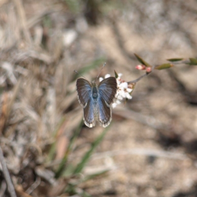 Zizina otis (Common Grass-Blue) at Mount Taylor - 6 Oct 2018 by MatthewFrawley