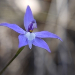 Glossodia major (Wax Lip Orchid) at Canberra Central, ACT - 7 Oct 2018 by ClubFED