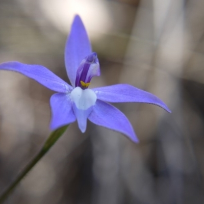 Glossodia major (Wax Lip Orchid) at Point 4855 - 7 Oct 2018 by ClubFED