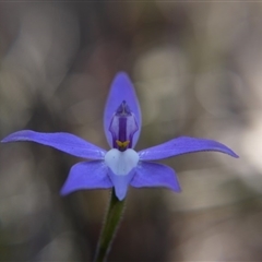 Glossodia major at Point 4855 - suppressed