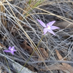 Glossodia major at Point 4855 - suppressed