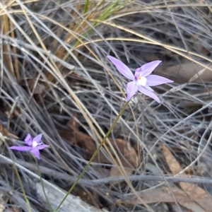 Glossodia major at Undefined Area - suppressed