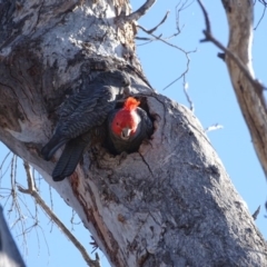 Callocephalon fimbriatum (Gang-gang Cockatoo) at GG128 - 7 Oct 2018 by Mike