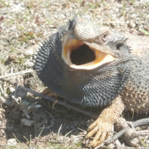 Pogona barbata at Garran, ACT - suppressed