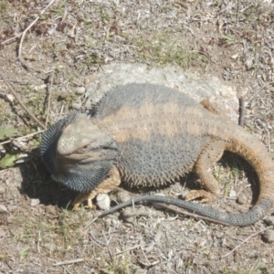 Pogona barbata at Garran, ACT - 7 Oct 2018