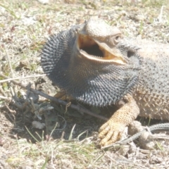 Pogona barbata at Garran, ACT - suppressed