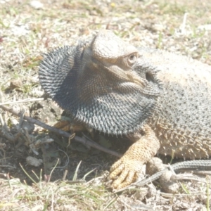 Pogona barbata at Garran, ACT - 7 Oct 2018