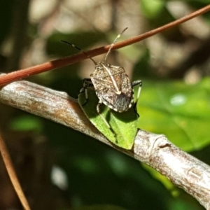 Oncocoris geniculatus at Isaacs, ACT - 7 Oct 2018