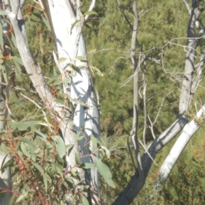 Eucalyptus pauciflora subsp. pauciflora at Urambi Hills - 7 Oct 2018