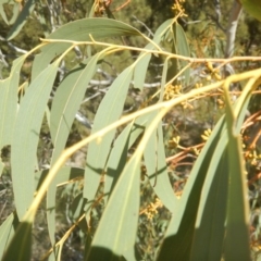 Eucalyptus pauciflora subsp. pauciflora at Urambi Hills - 7 Oct 2018