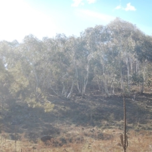 Eucalyptus pauciflora subsp. pauciflora at Urambi Hills - 7 Oct 2018
