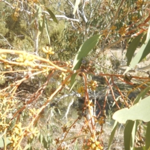 Eucalyptus pauciflora subsp. pauciflora at Urambi Hills - 7 Oct 2018