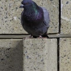 Columba livia (Rock Dove (Feral Pigeon)) at Deakin, ACT - 6 Oct 2018 by JonSteinbeck