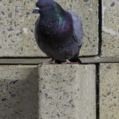 Columba livia (Rock Dove (Feral Pigeon)) at Deakin, ACT - 5 Oct 2018 by BIrdsinCanberra