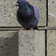 Columba livia (Rock Dove (Feral Pigeon)) at Deakin, ACT - 5 Oct 2018 by BIrdsinCanberra