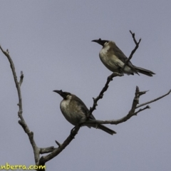Philemon corniculatus (Noisy Friarbird) at Deakin, ACT - 6 Oct 2018 by JonSteinbeck