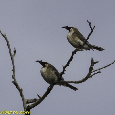 Philemon corniculatus (Noisy Friarbird) at Deakin, ACT - 6 Oct 2018 by JonSteinbeck