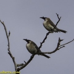 Philemon corniculatus (Noisy Friarbird) at Deakin, ACT - 5 Oct 2018 by BIrdsinCanberra