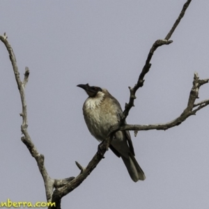 Philemon corniculatus at Deakin, ACT - 6 Oct 2018 07:53 AM