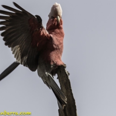 Eolophus roseicapilla (Galah) at Deakin, ACT - 6 Oct 2018 by JonSteinbeck