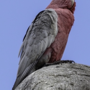 Eolophus roseicapilla at Deakin, ACT - 6 Oct 2018 08:05 AM