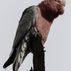 Eolophus roseicapilla at Deakin, ACT - 6 Oct 2018 08:05 AM