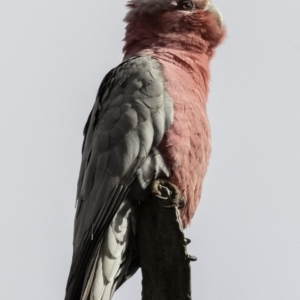 Eolophus roseicapilla at Deakin, ACT - 6 Oct 2018 08:05 AM