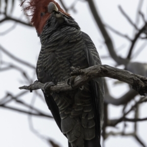 Callocephalon fimbriatum at Deakin, ACT - 6 Oct 2018