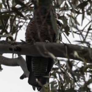 Callocephalon fimbriatum at Deakin, ACT - 6 Oct 2018