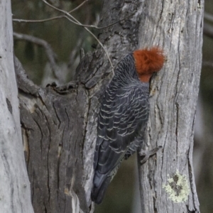 Callocephalon fimbriatum at Deakin, ACT - 6 Oct 2018