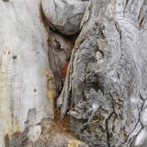 Callocephalon fimbriatum at Deakin, ACT - suppressed