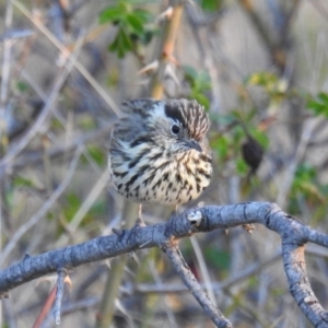 Pyrrholaemus sagittatus at Cooleman Ridge - 7 Oct 2018 05:55 PM