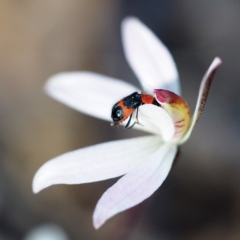 Caladenia fuscata (Dusky Fingers) at Hackett, ACT - 7 Oct 2018 by David