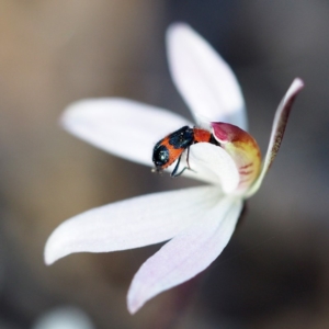 Caladenia fuscata at Hackett, ACT - suppressed