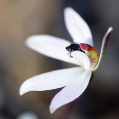 Caladenia fuscata at Hackett, ACT - 7 Oct 2018