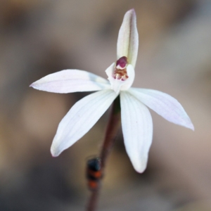 Caladenia fuscata at Hackett, ACT - suppressed