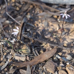 Caladenia fuscata at Hackett, ACT - suppressed