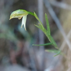 Bunochilus umbrinus (Broad-sepaled Leafy Greenhood) at Hackett, ACT - 7 Oct 2018 by David