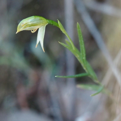 Bunochilus umbrinus (Broad-sepaled Leafy Greenhood) at Black Mountain - 7 Oct 2018 by David