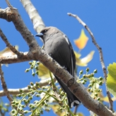 Artamus cyanopterus cyanopterus (Dusky Woodswallow) at Pialligo, ACT - 7 Oct 2018 by HelenCross