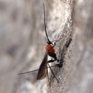 Braconidae (family) at Point 5805 - 7 Oct 2018